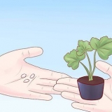 Cultivo de abobrinha