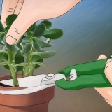 Crescendo crassula ovata