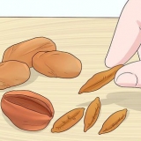 Plantando sementes de tâmaras