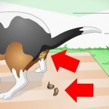 Como tratar o bloqueio intestinal em cães