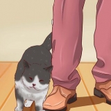 Abrindo a boca de um gato