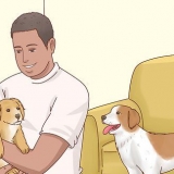 Aumentar o apetite dos cães
