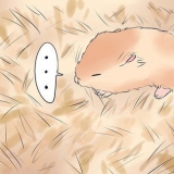 Tratando a perna quebrada do seu hamster