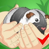 Limpando a gaiola de um porquinho da índia
