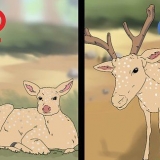 Determinando a idade de um cervo