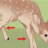 Determinando a idade de um cervo