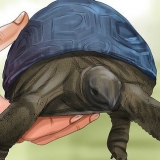 Determinando a idade de uma tartaruga