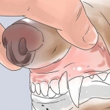 Determinando a idade do seu cão através dos dentes