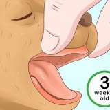 Determinando a idade do seu cachorro