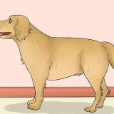 Medindo o comprimento de um cão