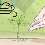 Usando o fertilizante uréia