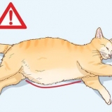 Determinando a causa de uma barriga distendida em gatos