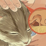 Limpando as orelhas do seu gato