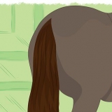 Trançando o rabo de um cavalo
