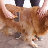 Preparando a pelagem de um golden retriever