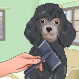 Cuidando da pelagem de um poodle