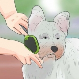 Preparando o casaco de um westie