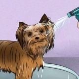 Preparando o pelo de um yorkshire terrier