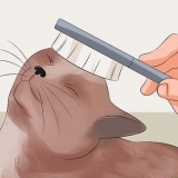 Deixando o pelo do seu gato macio e brilhante