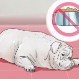 Tratando a diarreia em um cão