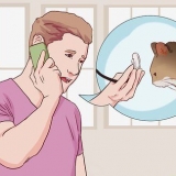 Combater a diarreia em gatos