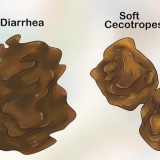 Tratamento da diarreia em coelhos
