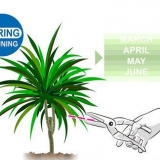 Poda dracaena