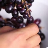 Fazendo suco de uva