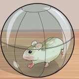 Impeça que hamsters anões roam as barras