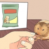 Alimentação de hamsters anões