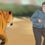 Sobrevivendo a um ataque de tigre
