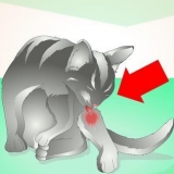 Tratando um abscesso em um gato