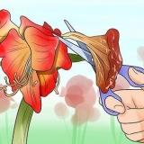 Fazendo uma amarílis florescer novamente