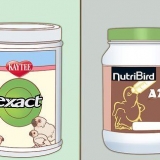 Alimentando um pombo bebê