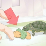 Alimentando uma tartaruga bebê