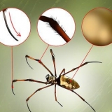 Reconhecendo uma aranha de banana