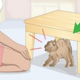 Criando laços com um gato bravo ou assustado