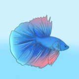 Formando um vínculo com seu peixe betta