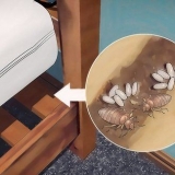 Identificando uma infestação de percevejos
