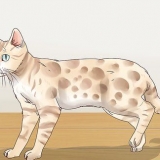 Identificando um bengal