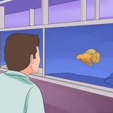 Ajudando um peixe betta a viver mais