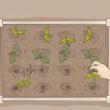 Iniciando uma horta orgânica