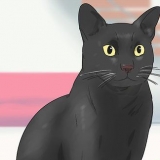 Identificando um gato de bombaim