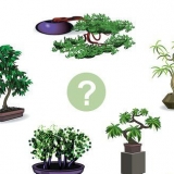 Cultivando uma árvore bonsai