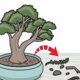 Poda de um bonsai