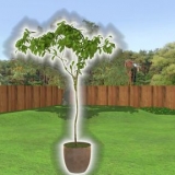 Plante uma árvore