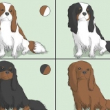 Escolhendo um cavalier king charles spaniel