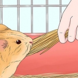 Alimentando um porquinho da índia