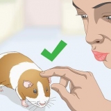 Lavando um porquinho da índia