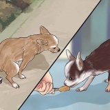 Potty treinando um chihuahua